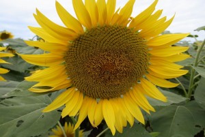 ひまわりの写真